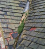 SLATE AND TILE ROOFING